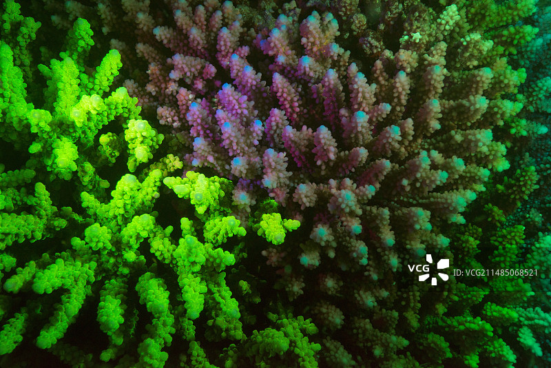 发出绿色荧光的珊瑚虫图片素材