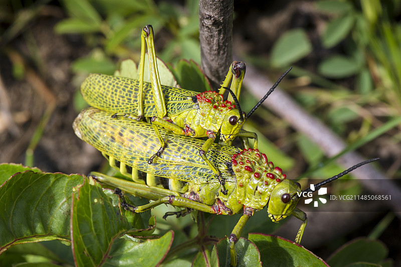 蝗虫交配图片素材
