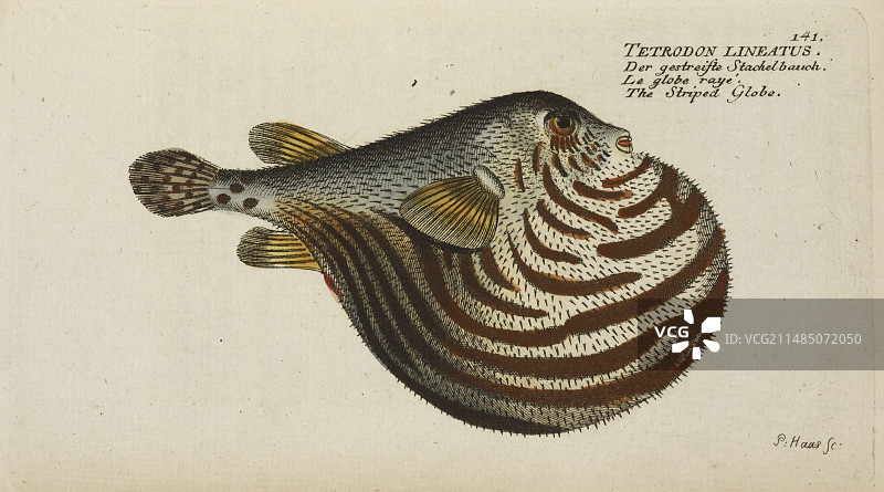 条纹球鱼图片素材