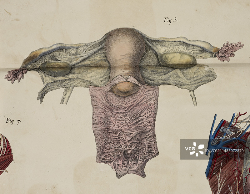 人体解剖图图片素材