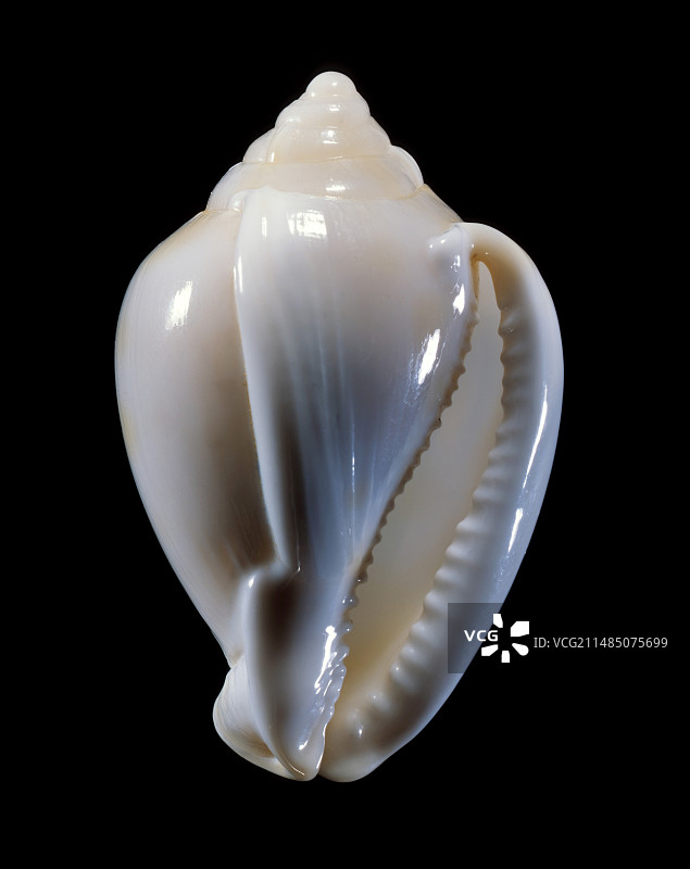 头盔海螺图片素材