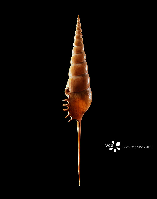 海螺壳图片素材