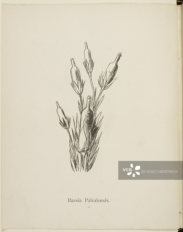 爱德华·李尔的荒诞植物学收藏图片素材