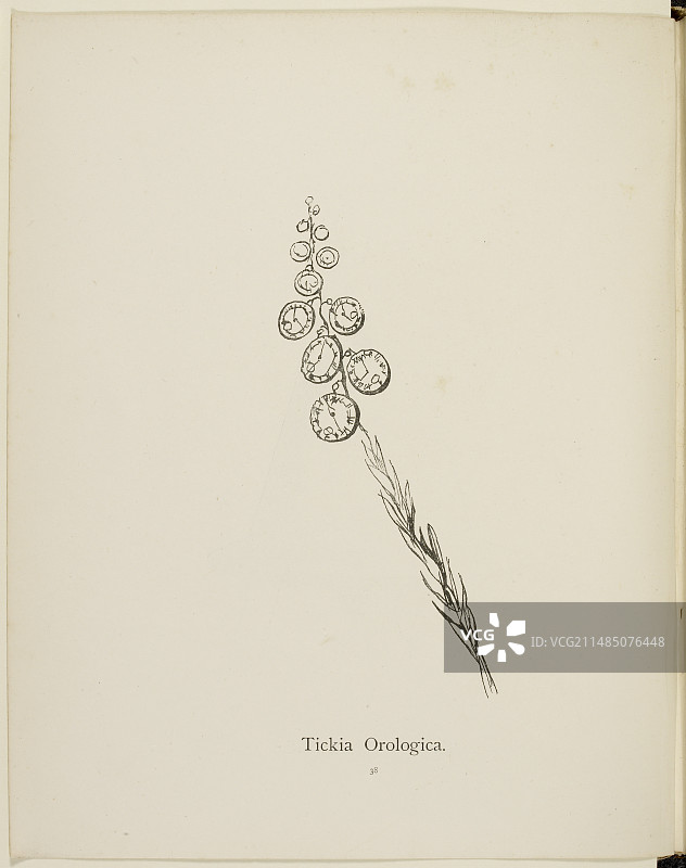 爱德华·李尔的荒诞植物学收藏图片素材