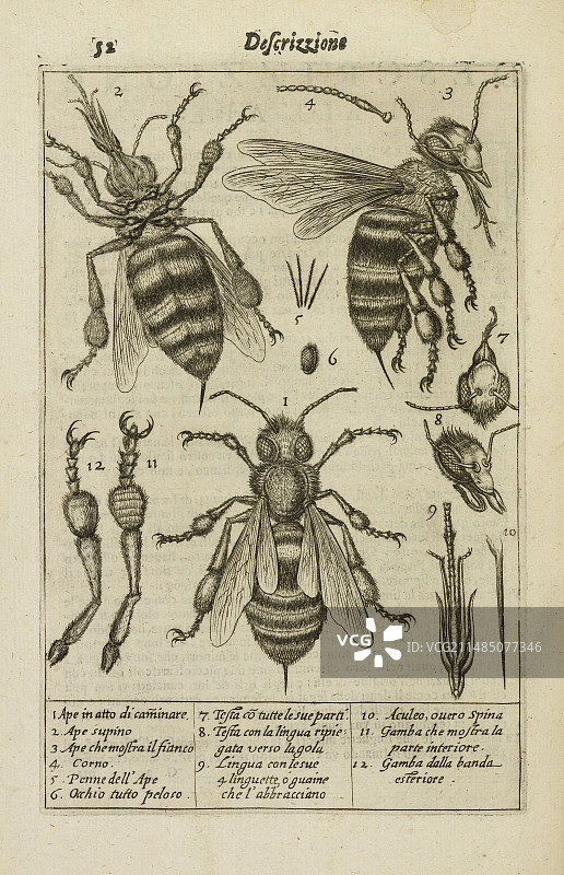 蜜蜂解剖结构图图片素材