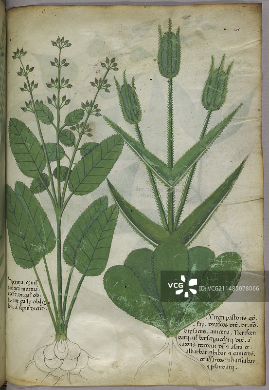 植物学插图图片素材