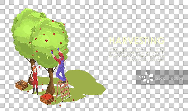 采摘苹果，果树有机园艺图片素材