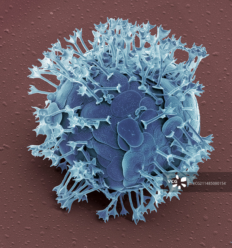 刺胞虫属,扫描电镜图片素材