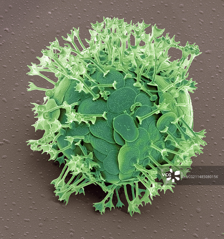 刺胞虫属,扫描电镜图片素材