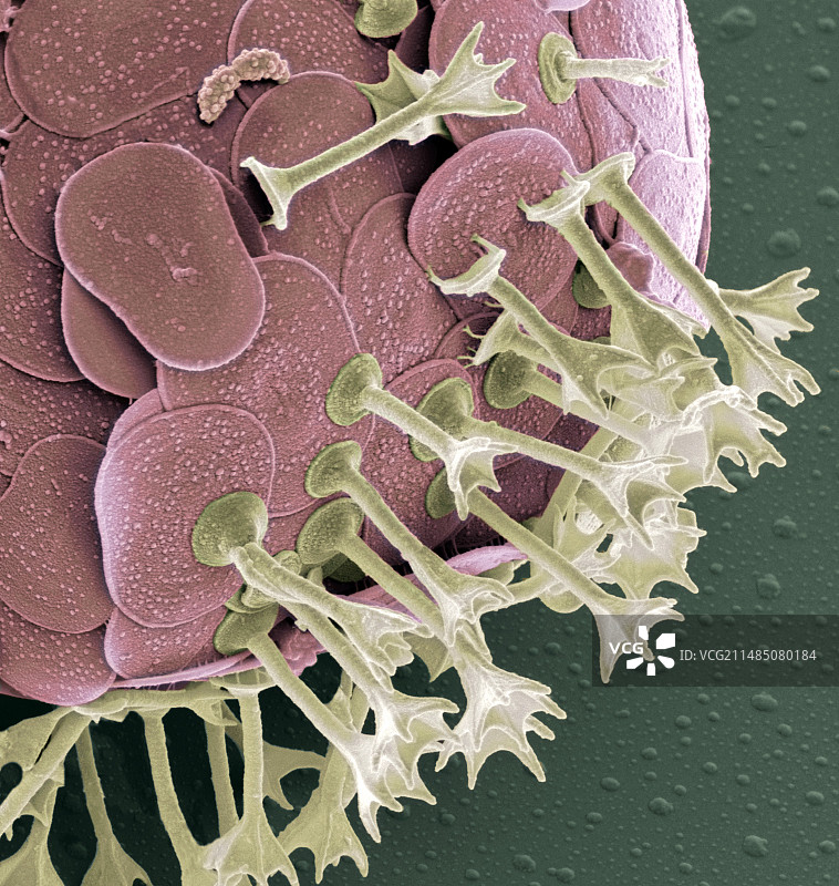 刺胞虫属,扫描电镜图片素材