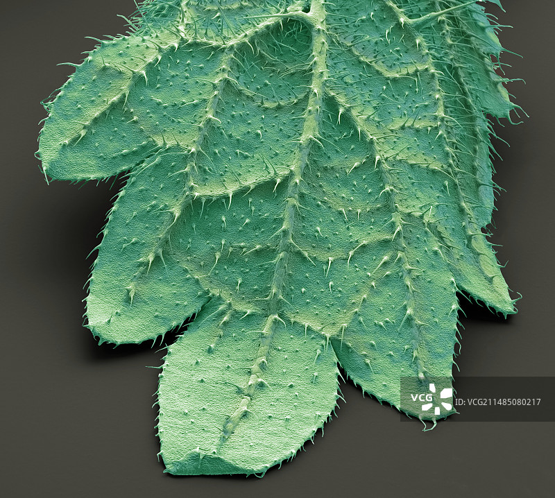 荨麻叶的扫描电镜图像图片素材