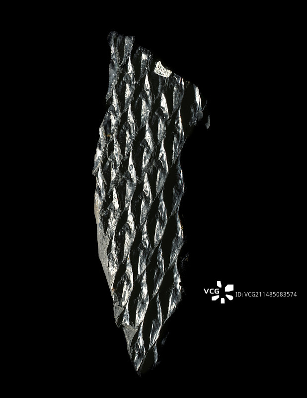 鳞木植物化石图片素材