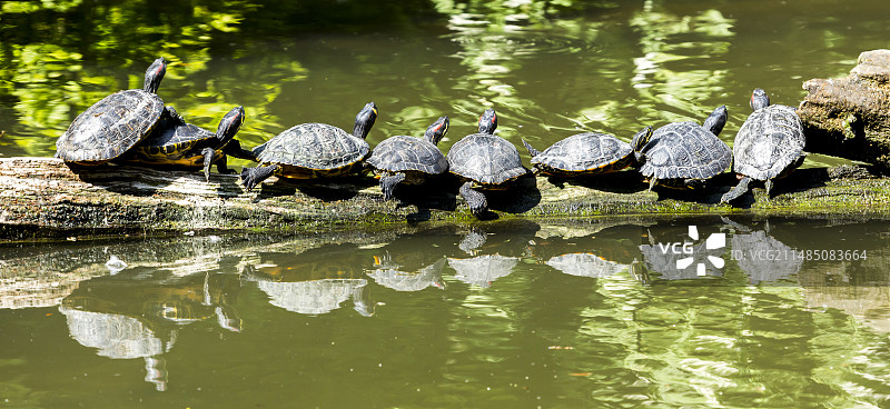 黄腹彩龟和红耳彩龟图片素材