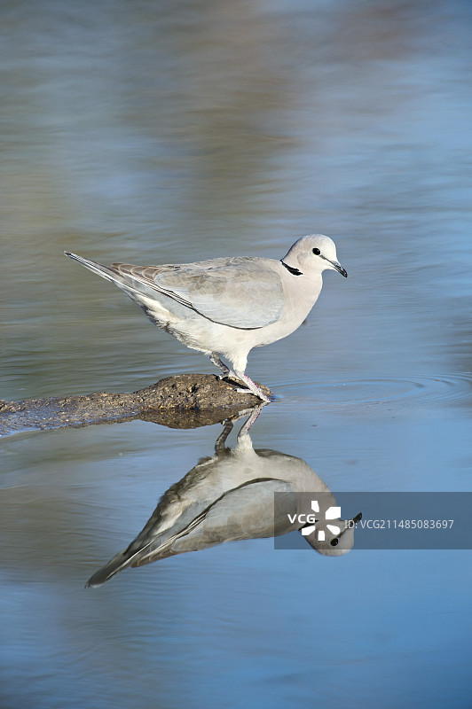 棕榈鸠图片素材