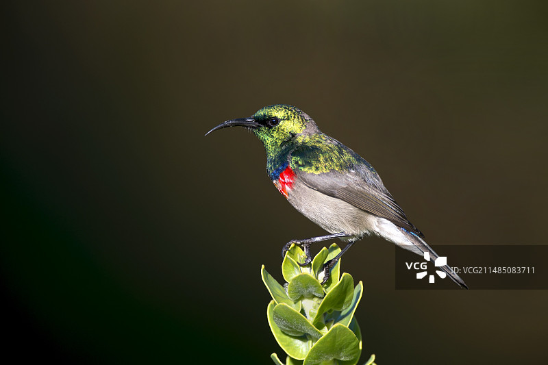 小双领太阳鸟图片素材