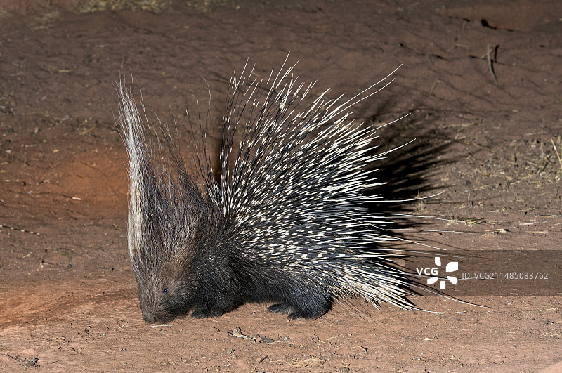 非洲豪猪图片素材