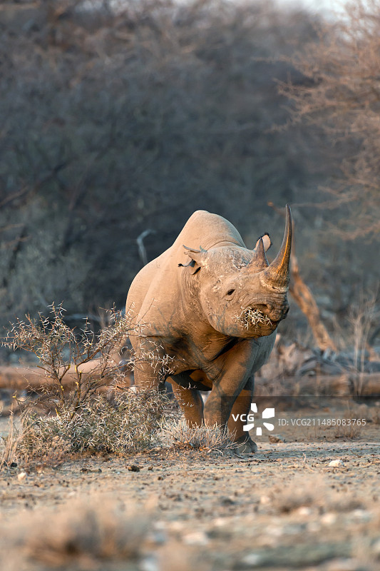 黑犀牛图片素材