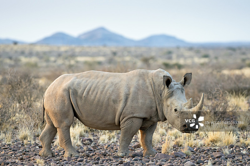 南方白犀牛图片素材