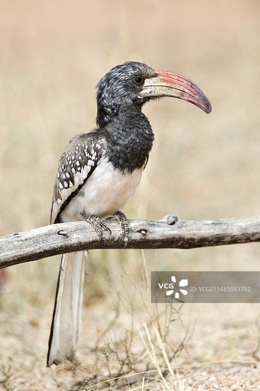 蒙泰罗弯嘴犀鸟图片素材