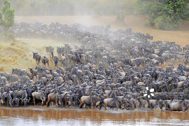 蓝角马迁徙图片素材