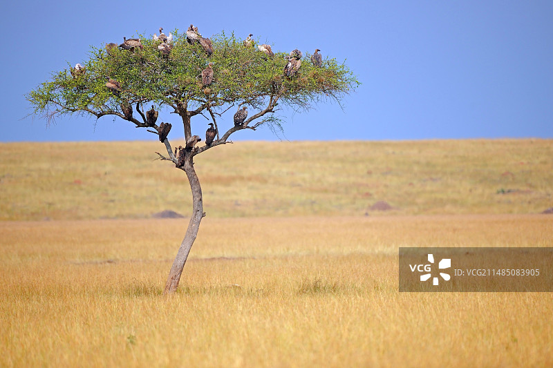 肯尼亚金合欢树上的秃鹫图片素材