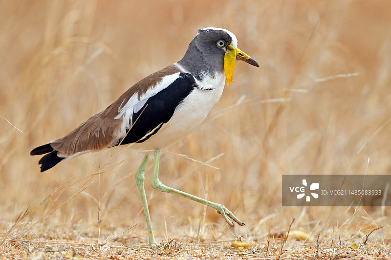 黄垂肉田凫图片素材