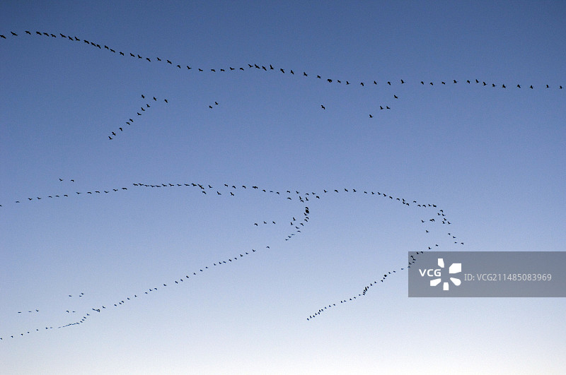 飞行中的普通灰鹤图片素材