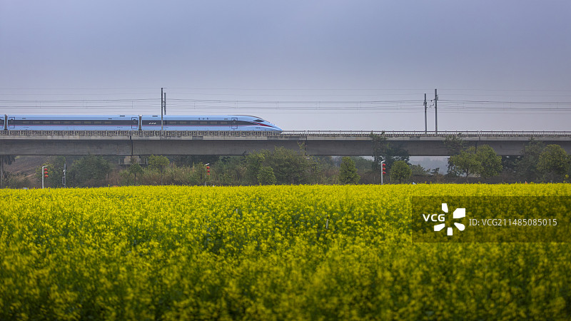 广东省深圳市光明区欢乐田园成片的油菜高铁列车经过开往有时候天的列车图片素材