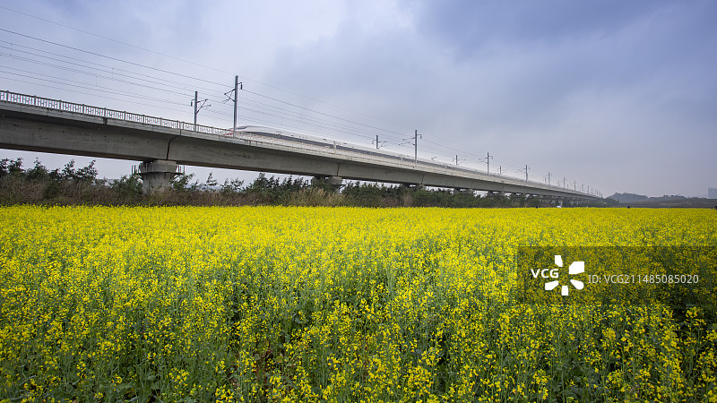 广东省深圳市光明区欢乐田园成片的油菜高铁列车经过开往有时候天的列车图片素材