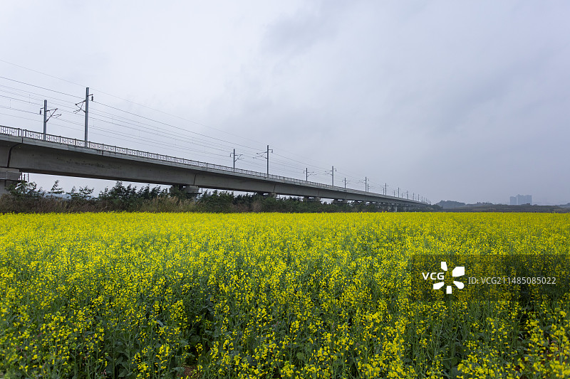 广东省深圳市光明区欢乐田园成片的油菜高铁列车经过开往有时候天的列车图片素材