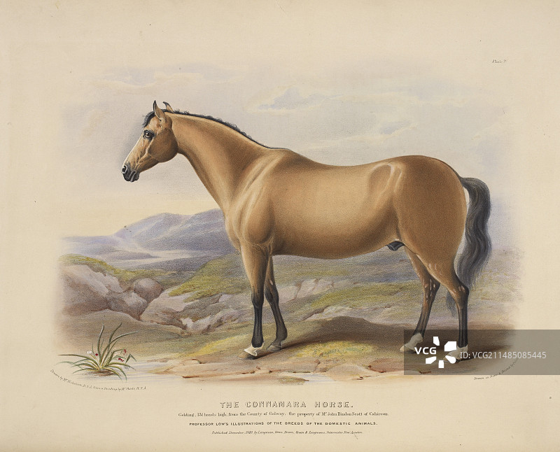 康尼马拉马图片素材