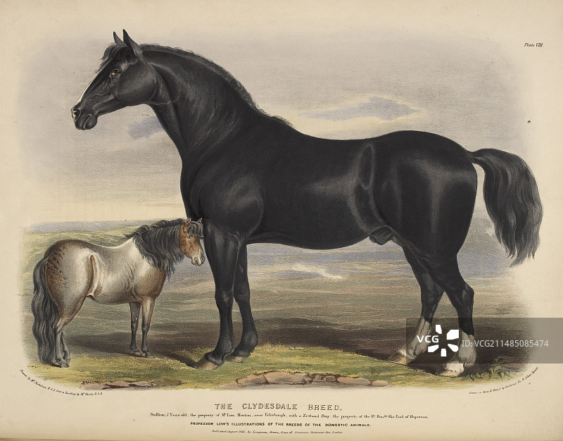 设得兰矮种马图片素材