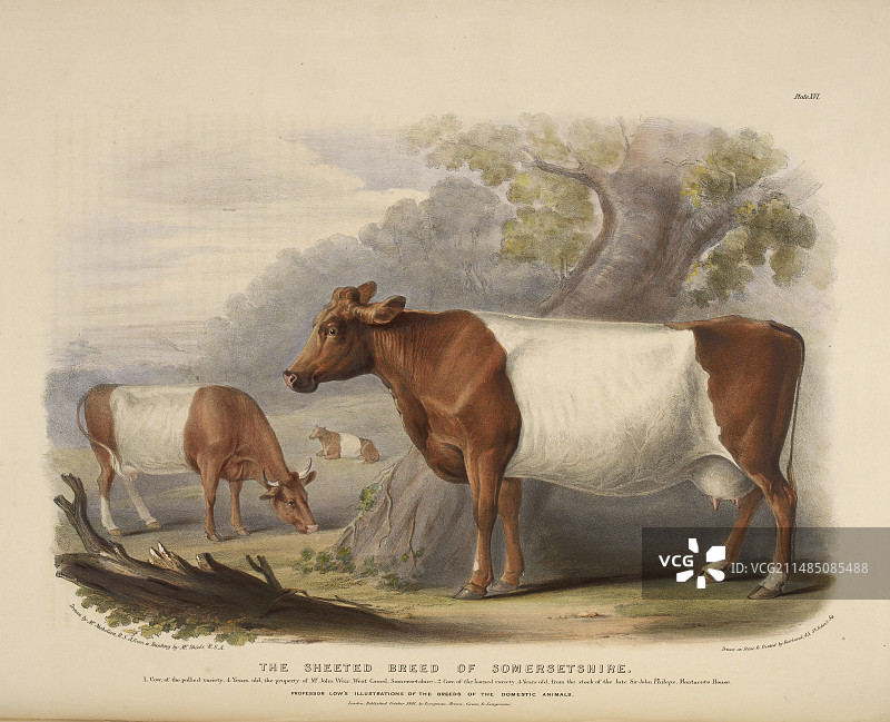 无角萨福克绵羊品种图片素材