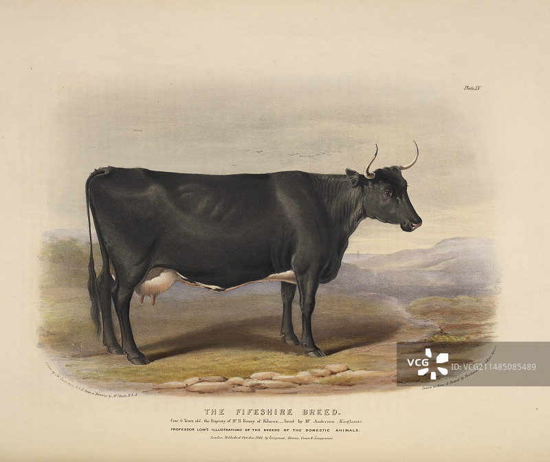 德文牛品种图片素材