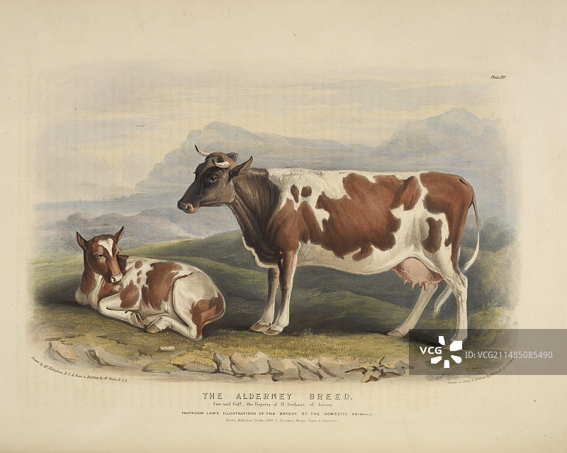 苏塞克斯品种图片素材