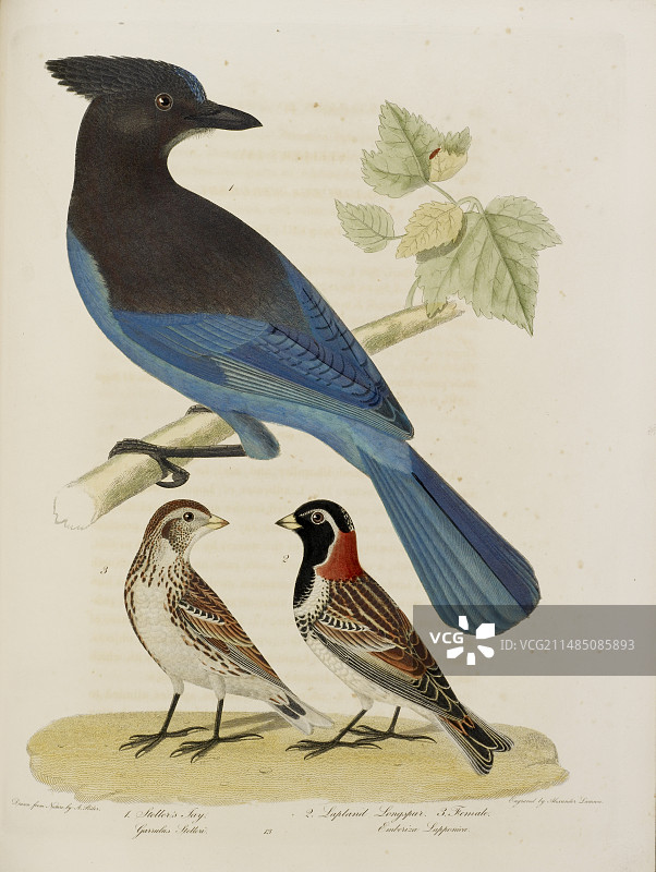 星鸦与拉普兰长spur雀（雌性）图片素材