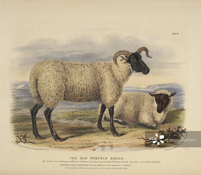 古老的诺福克品种图片素材