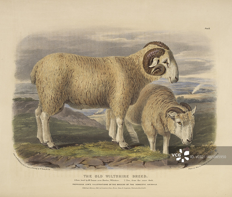 古老的威尔特郡品种图片素材