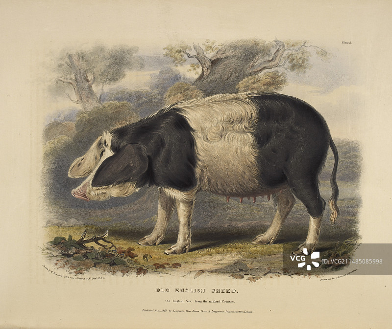 老式英国犬种图片素材