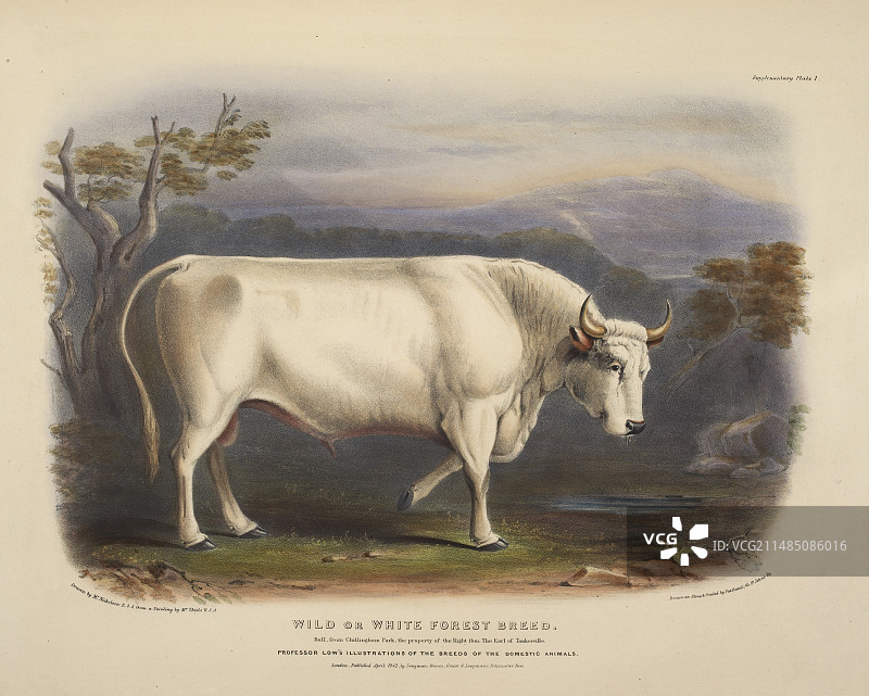 野生或白色森林品种图片素材