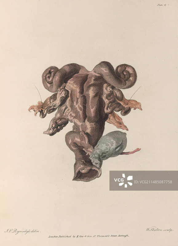 解剖学图片素材