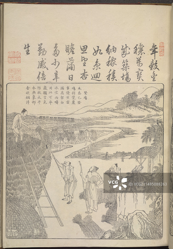 收获水稻。图片素材