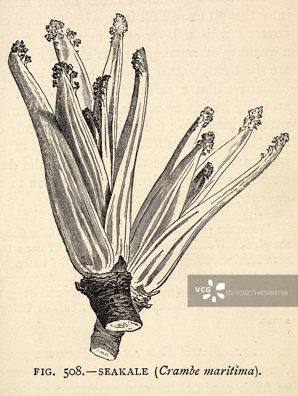 花园管理与乡村E书图片素材