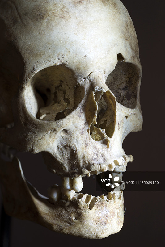 人类头骨图片素材