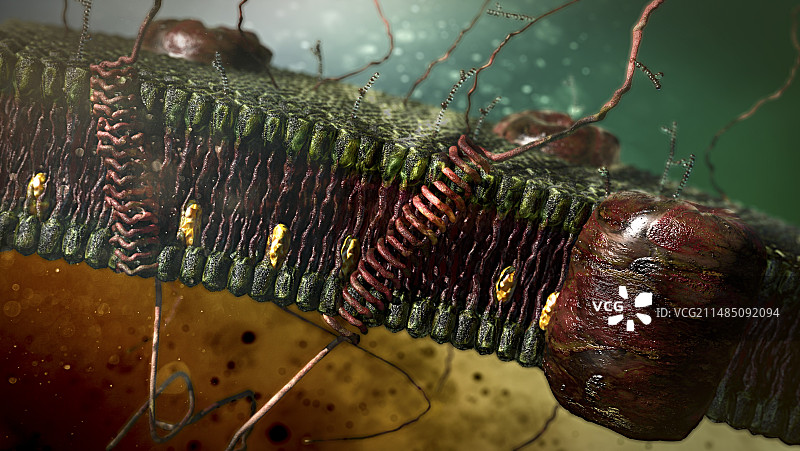 细胞膜图片素材