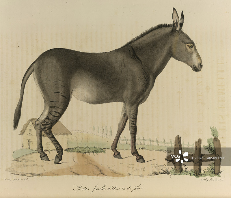 驴和斑马的杂交图片素材