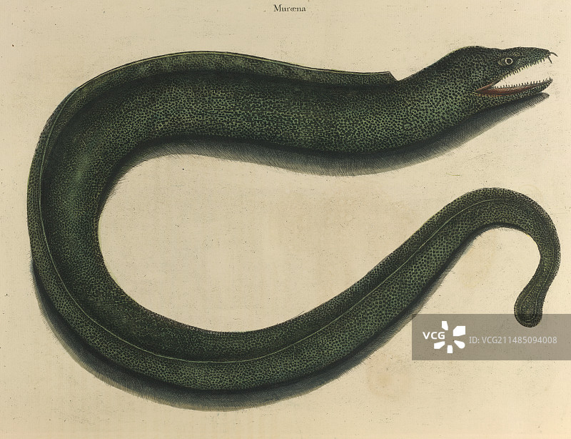 星点裸胸鳝图片素材