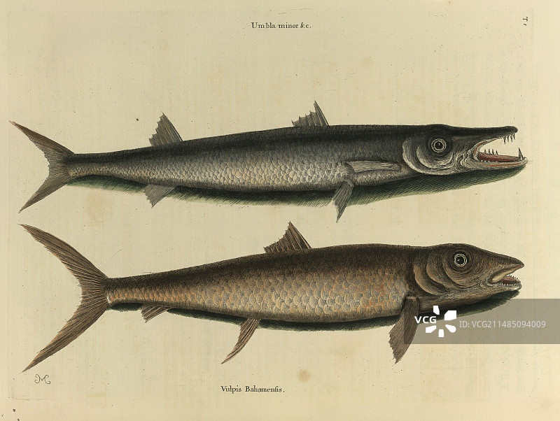 小伞形花序和巴哈马狐图片素材