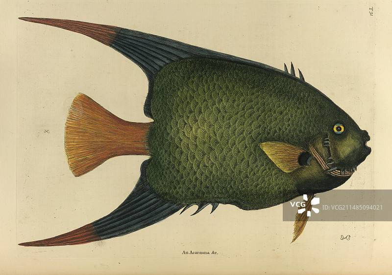 大角鳍的阿卡拉乌纳图片素材