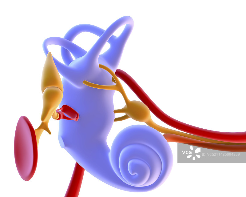 内耳解剖结构图片素材
